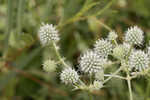 Southern rattlesnake master